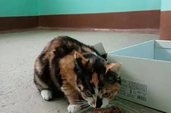 Найдена кошка: ул. Попова, 48