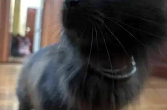Найдена черная кошка: Юбилейная 4