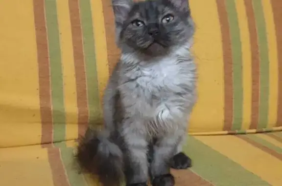 Найдена кошка, Интернациональная, Омск