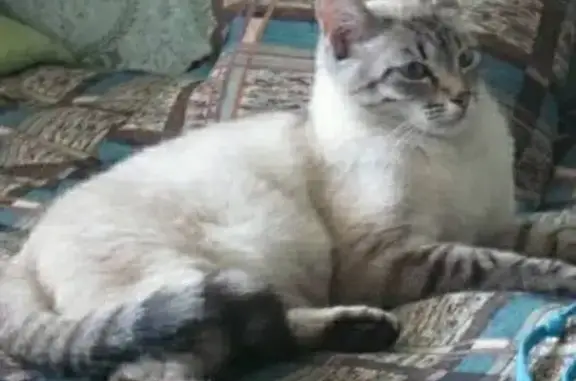 Пропал кот Симба: Белорусский пер., 18