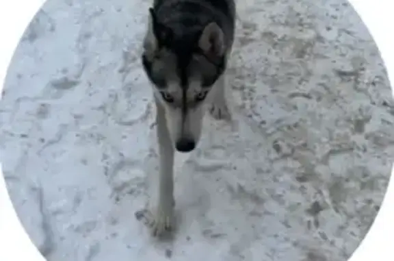 Найдена собака: Речная ул., Красногорск