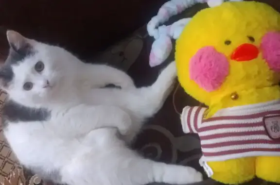 Пропала кошка: ул. Рамзана Кадырова