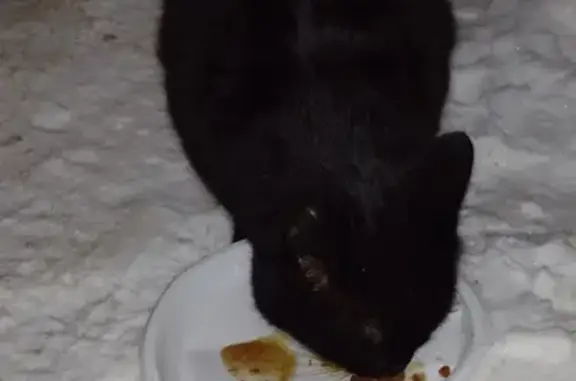 Черный кот найден на пр. Кораблестроителей