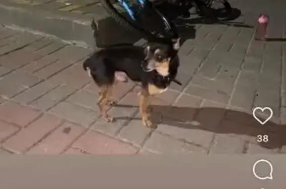 Пропала собака в Тихорецке