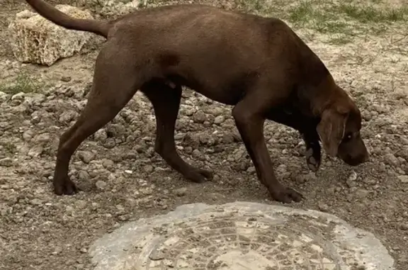 Потеряшка-собака в Тамани, Краснодарский край