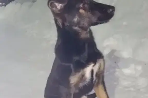 Найдена собака, Молдавская ул., Челябинск