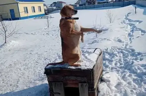 Пропали собаки: Никольская ул., Рубцовск