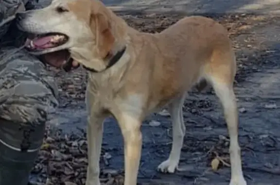 Пропала собака в Никольском, Воронежка