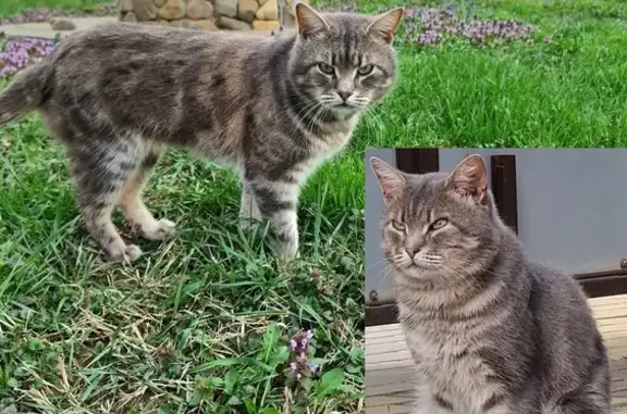 Пропала кошка: ул. Разина, 14, Ильский