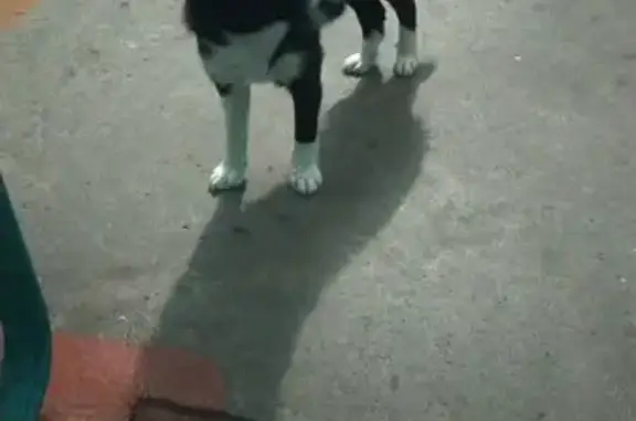 Найдена собака: Военный городок, 14, Омск