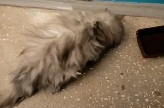 Найден персидский кот, Парашютная ул.
