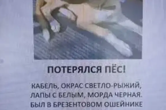 Пропала собака, ул. М.Светлова, Красноярск