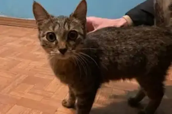 Кошка найдена в 219 кв., Ангарск