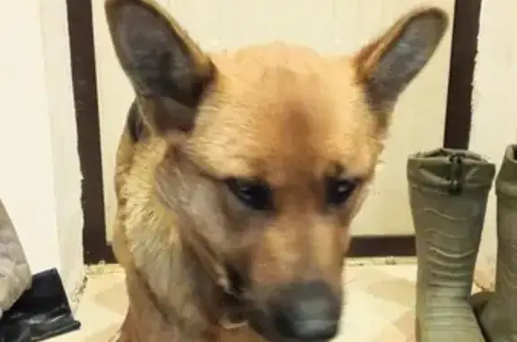 Найдена собака в Альгешево, Пионерская