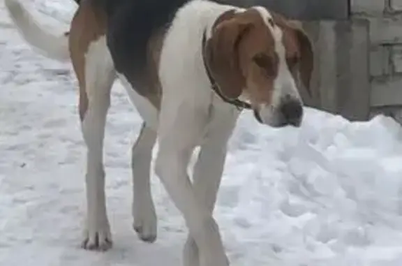 Пропала собака: Телецкое, Брянск