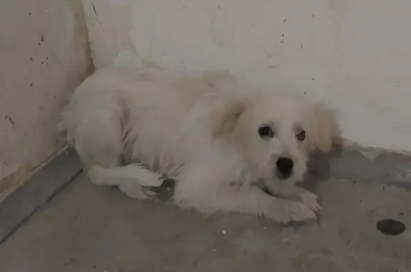 Найдена собака: Королёва, 25Г, Ростов
