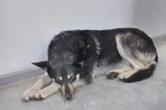Найдена собака у Леруа, Челябинск