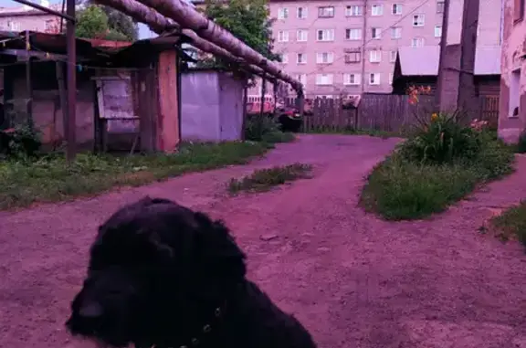 Пропала собака: Гоголя, 114