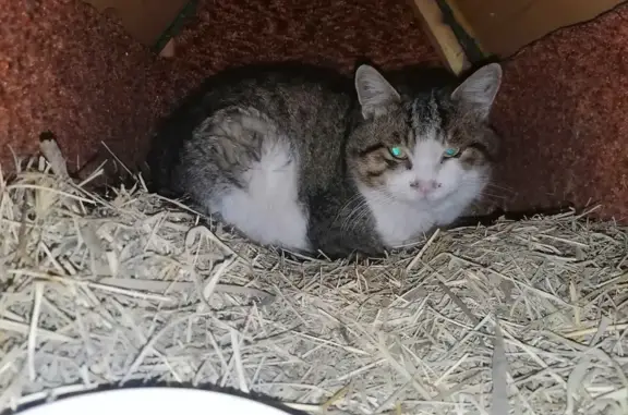 Найдена кошка: 2-я Лысогорская, 11