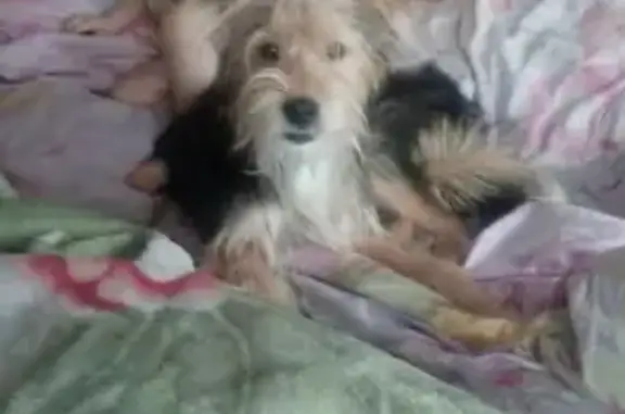 Пропала собака Тяпа в Удмуртии