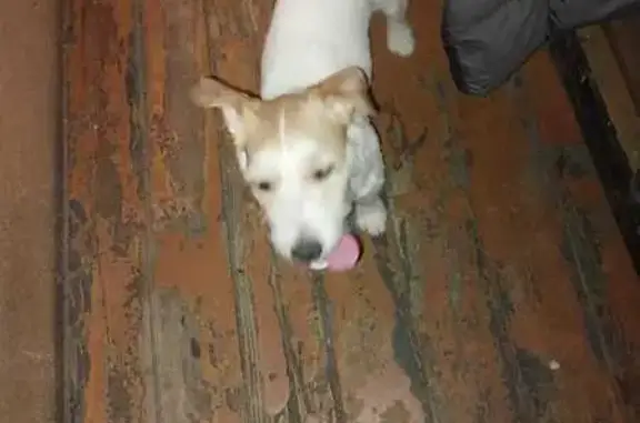 Найдена собака: Ушинского, 8, Новокузнецк
