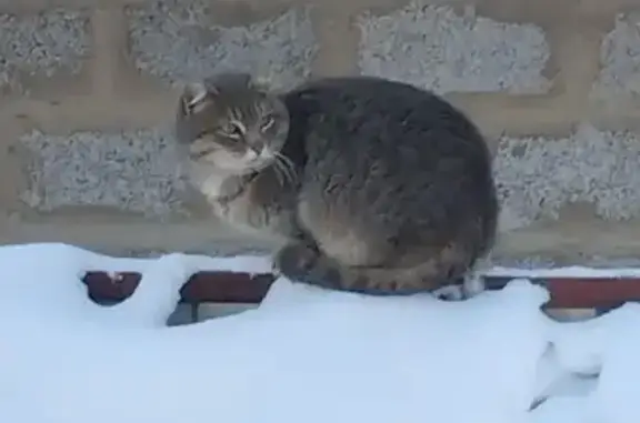 Найдена кошка: Интернац. ул. 9А, Казань