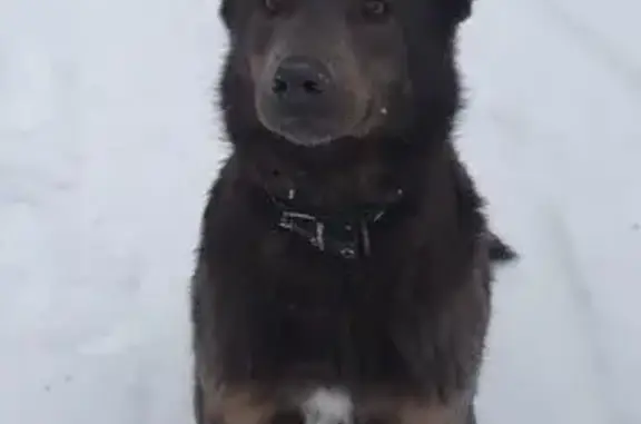 Найдена собака в Самаре, Самарская