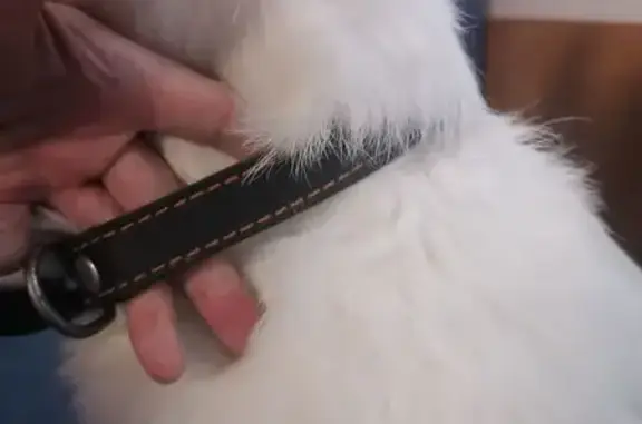 Найдена собака, Железногорск, фото: Найдена овчарка, Молодёжная 3Б, Железногорск