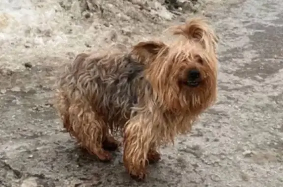 Найдена собака в Солнцево, Мск