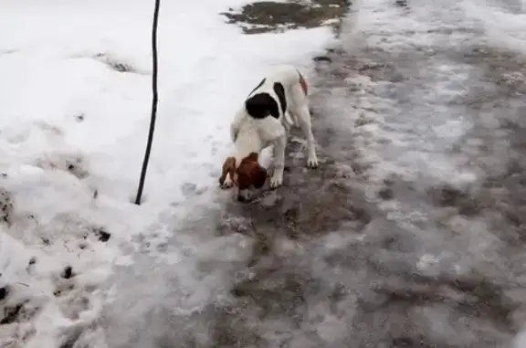 Найдена собака в Баклань, Брянск