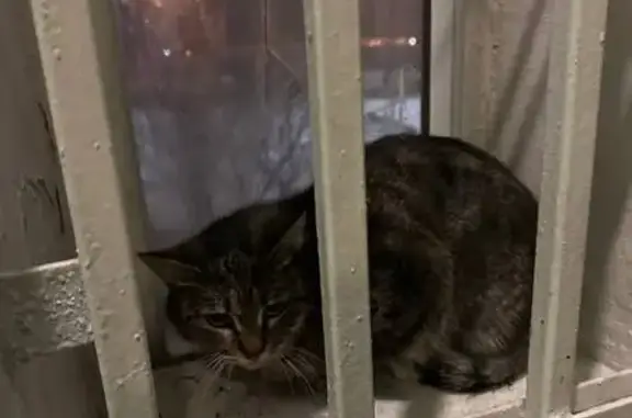 Найдена кошка: Ленина дубл., 42