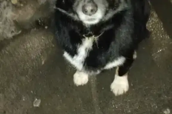 Найдена собака, Новосибирская 36, Орск