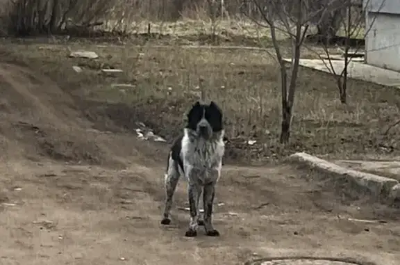 Найдена собака, Республика Крым, фото: Найдена собака, Гвардейское, Крым