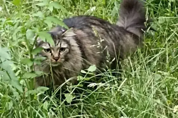 Пропала Сибирская кошка, Петухова, 80