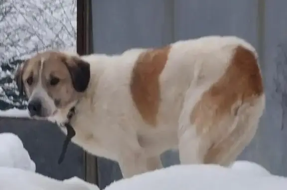 Пропала собака в Лизуново, Владимирской