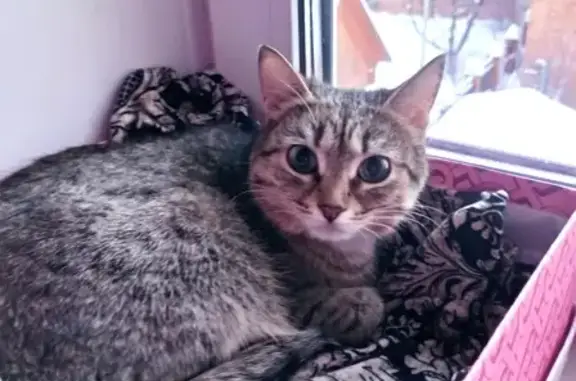 Найдена кошка: Симановского, 93, Кострома
