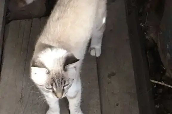 Найдена кошка: ул. Чапаева, 77