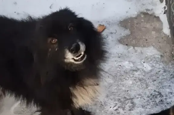 Пропала собака: ул.Сурикова, Кемерово