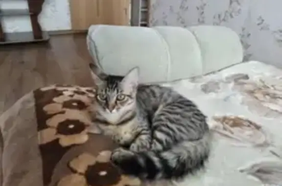 Пропала кошка Керри, ул. Степана Разина, 128