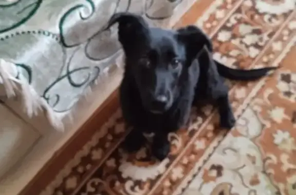 Найдена собака в Шишковке, Улан-Удэ