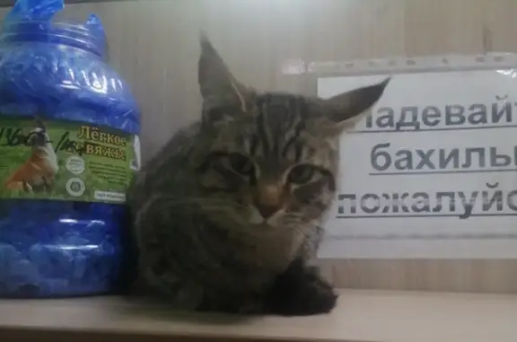 Найдена кошка, ул. Карла Маркса, 67