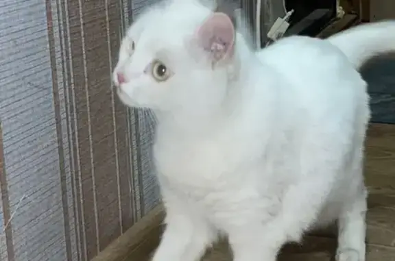 Найдена белая кошка на Ямашева 19