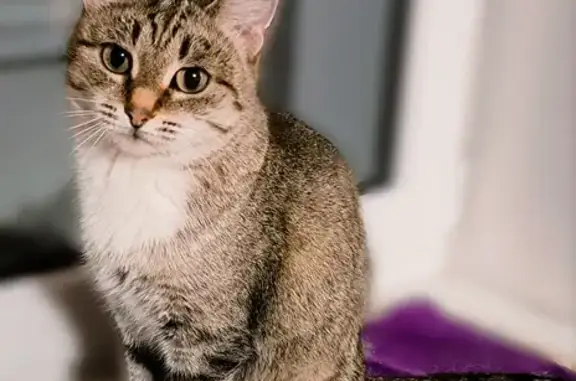 Найдена кошка: Матмасовская, 52