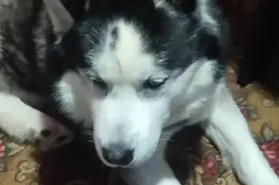 Найдена собака, Московская область, фото: Хаски найден: 46К-0110, МО