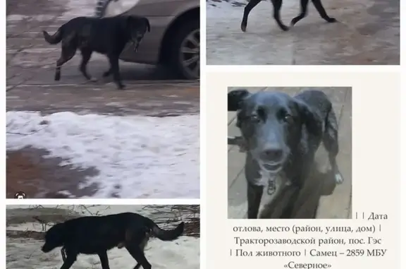 Найдена собака в Волгограде!