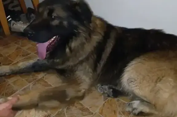 Найдена собака в Гурзуфе, Крым