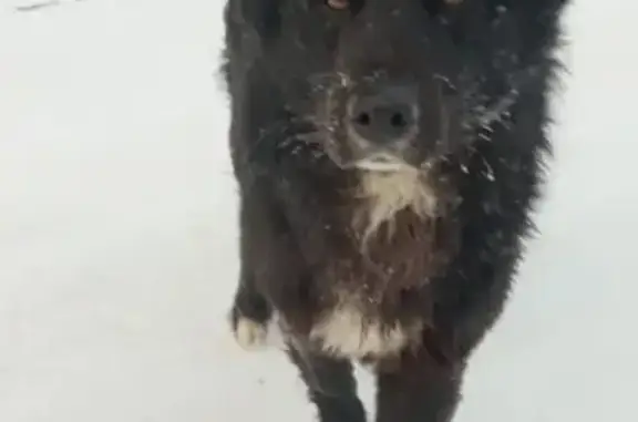 Найдена собака в Барышево, ул. Ленина, 150