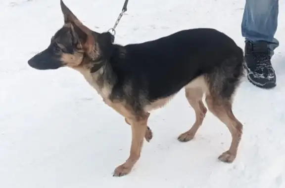 Найдена собака: 22 Партсъезда, Омск