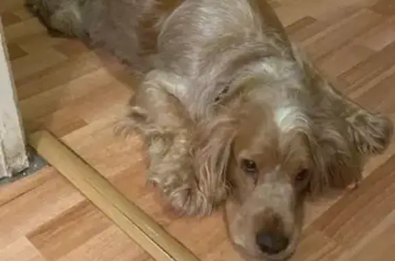 Найдена собака: Чечулина, Москва