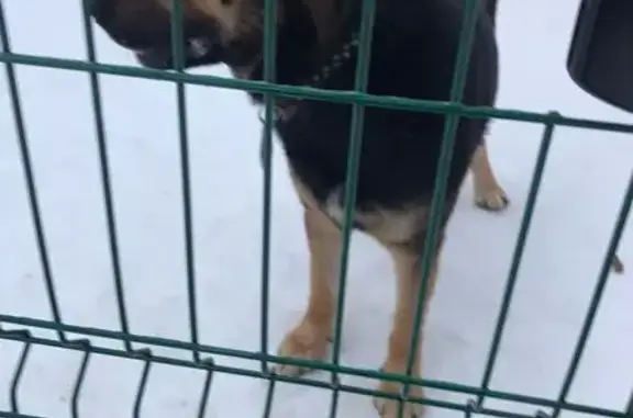 Найдена собака: Псковская ул., 7-9, Москва